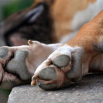 Σοκαριστικό βίντεο από τροχαίο ατύχημα στον Κηφισό – Μηχανή «κόλλησε» πάνω σε φορτηγό και ο αναβάτης έπεσε στον δρόμο