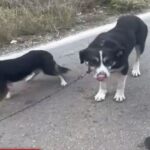 Αταλάντα – Κόμο: Αναβλήθηκε η αναμέτρηση, εξαιτίας κακοκαιρίας