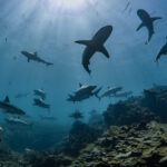 Άρης: Τη Δευτέρα στη Θεσσαλονίκη ο ατζέντης του Μορόν για να ολοκληρωθεί η ανανέωση συμβολαίου του Ισπανού