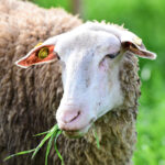 ΟΦΗ: Θλάση ο Μπρεσσάν, συμπλήρωσε κάρτες και μένει εκτός με ΠΑΟΚ ο Νους