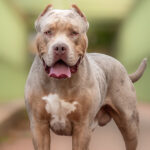 Πανσερραϊκός – ΑΕΚ 1-0: Ούτε τώρα η Ένωση, τα ηρωϊκά λιοντάρια άντεξαν με δέκα παίκτες και τιμωρό Μπετανκόρ