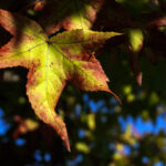 Μαρέσκα: “Ο Τζέιμς είναι έτοιμος για το ματς με τη Λίβερπουλ, αλλά θα παίζει μια φορά την εβδομάδα”