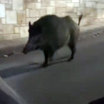 Μείωση 10,4% στο βάρος των φορτίων στις εμπορευματικές μεταφορές με φορτηγά ΙΧ το 2024