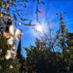 “Venga, Venga, Panserraikos”, το νικητήριο post των λιονταριών για το ματς με την ΑΕΚ