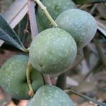 Ολυμπιακός: Με αλλαγές και με τον “αέρα” της Σουηδίας για τη μάχη στην Τρίπολη