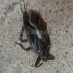 Ποινή φυλάκισης 15 μηνών στον πρώην παίκτη του Απόλλωνα Σμύρνης, Άντονι Στόουκς, για ναρκωτικά και επικίνδυνη οδήγηση