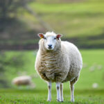 Μπολόνια: Ανακαινίζει το γήπεδό της, επενδύοντας 200 εκατομμύρια, θα είναι έτοιμο για το Euro 2032