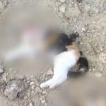 Τροχαίο για οικογένεια με μωρό έξω από τη Λαμία – Δύο ασθενοφόρα μετέφεραν τους τραυματίες στο Νοσοκομείο
