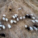 Άρσεναλ: Υποψήφιοι αντικαταστάτες του Εντού οι Ροζίτσκι και Μερτεζάκερ