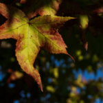 Εθνική Αγγλίας: Έρχεται στο ΟΑΚΑ με απουσίες και αλλαγές για την εκδίκηση