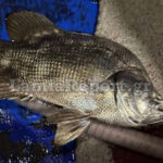 ΑΕΚ: Ο Ελίασον κλήθηκε στην εθνική Σουηδίας για τα δύο ματς του Nations League