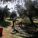 Ζήσης Χατζηστραβός: Η επιβράβευση δεν αργεί για τον μεσοεπιθετικού του Πανσερραϊκού