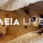 Ρόι Κιν: Οι χιουμοριστικές αιχμές του για τον επικείμενο γάμο της κόρης του με τον Χάρβοντ-Μπέλις, μετά το γκολ του κατά της Ιρλανδίας