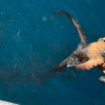 Εκατοντάδες νεκρά πουλιά στην Αργολίδα – Απόκοσμες εικόνες