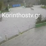 Βγήκε το πρώτο λάδι του δήμου Θεσσαλονίκης – Αναζητούνται «νονοί» για το όνομα και την ετικέτα