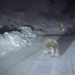 Stoiximan Super League: Η ανάλυση του Βαλέρι για το γκολ του Μήτογλου με τον Λεβαδειακό