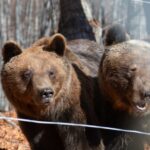 «Κάντε ό,τι μπορείτε να σωθεί το τρίτο παιδί» – Συγκλονίζει γιατρός για τον πατέρα του νεκρού 18χρονου στο τροχαίο στις Πρέσπες