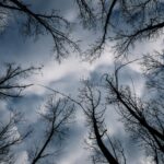 Η Ρεάλ Μαδρίτης θέλει την επιστροφή του Ζιντάν Αλεξία Σωτηρίου