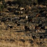 «Θέλω να βγάλω (νέα) ταυτότητα» – «Τσίπουρο πίνεις;»: Γενέθλια για το mAigov, οι 10 πιο συχνές και οι 5 πιο περίεργες ερωτήσεις