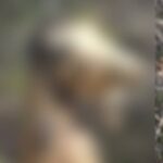 SoftBank και Τραμπ ανακοινώνουν επενδυτικό πακέτο 100 δισ. δολαρίων στις ΗΠΑ