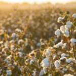 Παναιτωλικός – Ολυμπιακός 0-2: Πέρασε άνετα από το Αγρίνιο και απολαμβάνει πάλι τη μοναξιά της κορυφής