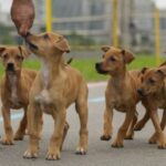 Αιγαίο: Νέες παραβιάσεις του εθνικού εναέριου χώρου από τουρκικά αεροσκάφη