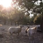 Πέθανε ο ιστορικός δήμαρχος Τρικκαίων, Κωνσταντίνος Παπαστεργίου, πατέρας του υπουργού