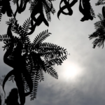 ΠΑΟΚ: Η υψωμένη γροθιά του Ζίβκοβιτς μετά τον τραυματισμό του