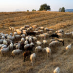 PPF: Ξεκινά ο διαγωνισμός για την αποκατάσταση του περιβάλλοντος χώρου του ΟΑΚΑ