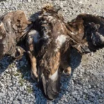 Σοβαρό τροχαίο στην εθνική οδό Πύργου – Πατρών με εγκλωβισμένο οδηγό: Μπήκε στο αντίθετο ρεύμα και συγκρούστηκε με ΚΤΕΛ