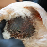 Επιμνημόσυνη Δέηση για τους 63 πεσόντες στο όρος Όθρυς το 1991