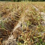 Παναθηναϊκός – ΟΦΗ: Ο Φούντας έκανε δύο τα τέρματα των Κρητικών στο ΟΑΚΑ