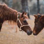 Πέντε αποκριάτικα δρώμενα νησιών του Βορείου Αιγαίου στην άυλη πολιτιστική κληρονομιά της UNESCO