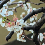 Το Four Seasons Astir Palace Hotel Athens βραβεύτηκε με 3 Michelin Keys στη νέα διάκριση του Οδηγού Michelin για ξενοδοχεία στην Ελλάδα