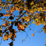 «Καμπανάκι» για τις αυτόματες φορολογικές δηλώσεις – Τι πρέπει να «τσεκάρουν» 1,4 εκατ. φορολογούμενοι