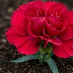 Μετά τη χειμωνιάτικη φωτοβολίδα ανεβαίνει ξανά ο υδράργυρος: Θερμή μεταφορά από την Αφρική – Η ανάρτηση του Θοδωρή Κολυδά