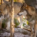 Η Τράπεζα Πειραιώς, σε στρατηγική συνεργασία με την εταιρεία MANTILITY, στηρίζει τη δημιουργία του πολιτιστικού πολυχώρου EPÀRCHÎA στην Καβάλα