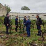 Από τη Γη στο Ποτήρι: Η Διαδρομή του Γλυκάνισου του Ούζου Πλωμαρίου