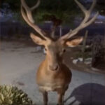 Έπεσαν δέντρα στην Αττική λόγω θυελλωδών ανέμων