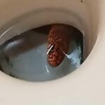 Κατανυκτικές στιγμές με το τροπάριο της Κασσιανής στους ναούς – Δείτε βίντεο