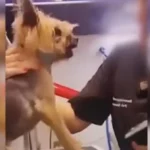 Τραμπ: «Η εγχείρηση τελείωσε! Ο ασθενής επιβίωσε και αναρρώνει»