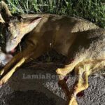 Η ΕΣΗΕΜ-Θ αποχαιρετά με θλίψη τη Σούζυ Καζαντζίδου – Την Κυριακή η κηδεία της στην Καβάλα