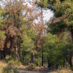 Μητσοτάκης σε Καδή: Στην πρώτη γραμμή για την προστασία της βιοποικιλότητας των ελληνικών θαλασσών η Ελλάδα