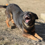 Φωτιά στον Ασπρόπυργο δίπλα στην Αττική Οδό – Σηκώθηκαν εναέρια μέσα