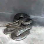 Θρήνος στην κηδεία του 30χρονου Στέφανου, τραγική φιγούρα η σύντροφός του – Η παραλία είχε κύμα «πλυντήριο», λέει ναυαγοσώστης