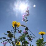 Η Ιαπωνία δεν είναι πια ο μεγαλύτερος πιστωτής στον κόσμο – Την «πέρασε» η Γερμανία