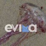 Σαν σήμερα 10 Αυγούστου: Η Κλεοπάτρα αυτοκτονεί με μία κόμπρα – 5 άγνωστες πτυχές της ζωής της