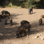 Γάζα: Η Σαουδική Αραβία καταγγέλλει το σχέδιο του Ισραήλ για τον στρατιωτικό έλεγχο της πόλης