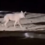 Στο Λονδίνο ο Αμερικανός πρόεδρος Ντόναλντ Τραμπ