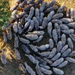 Ακίνητα: Γιατί η ΤτΕ «βλέπει» συνέχεια ανόδου στις τιμές